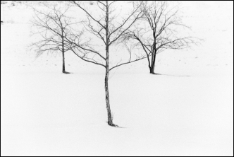 Winter Trees 3