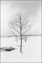 Winter Trees 5