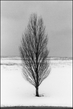 Winter Trees 6